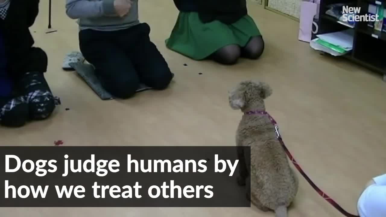 Chó có khả năng đánh giá người khác qua việc quan sát con người đối xử với nhau