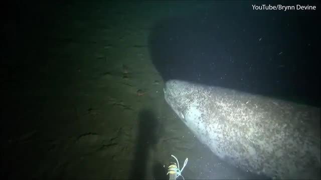 Hé lộ thước phim về loài cá mập 500 tuổi hiếm nhất thế giới