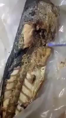 Xôn xao clip học sinh phát hiện hàng chục con giun trong ruột cá nục