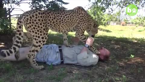 Tình bạn giữa Cheetah và người đàn ông 50 tuổi khiến nhiều người cảm động