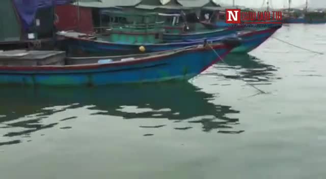 Video cá, mực chết chưa rõ nguyên nhân tại cảng Vũng Áng