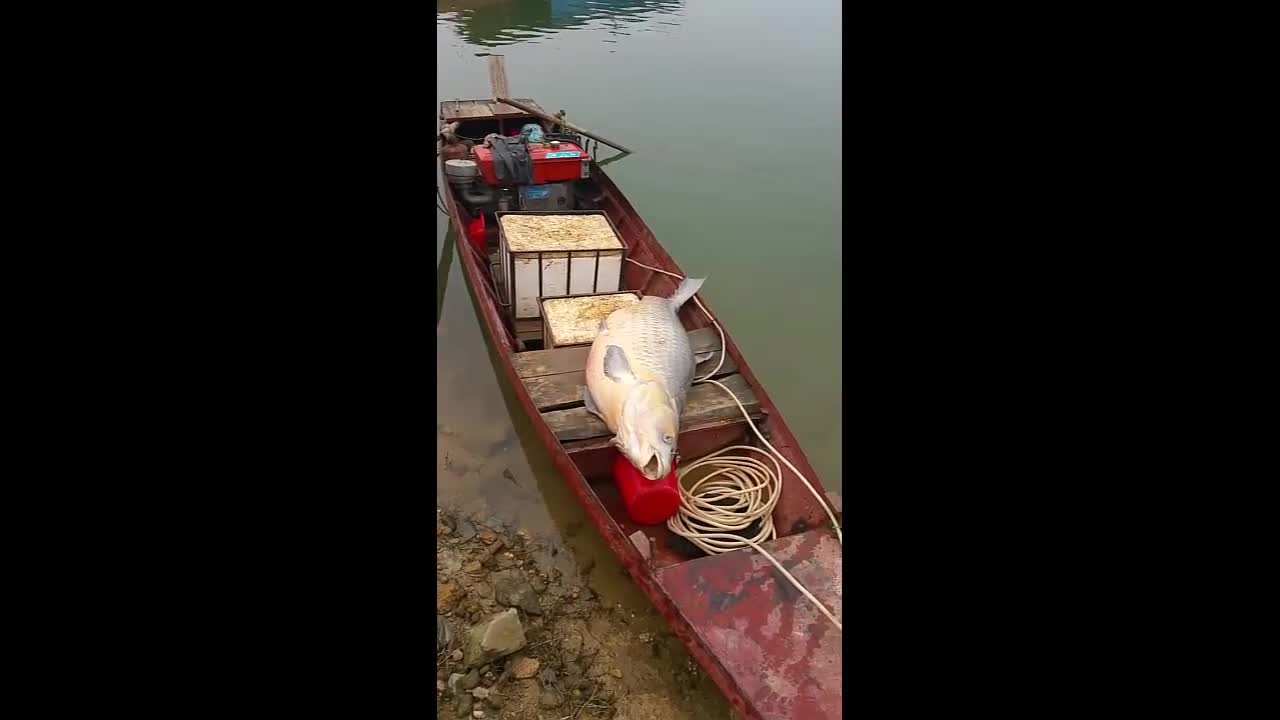 Clip: Cận cảnh cá trắm khủng nặng 61kg, dân bắt được ở hồ Thác Bà