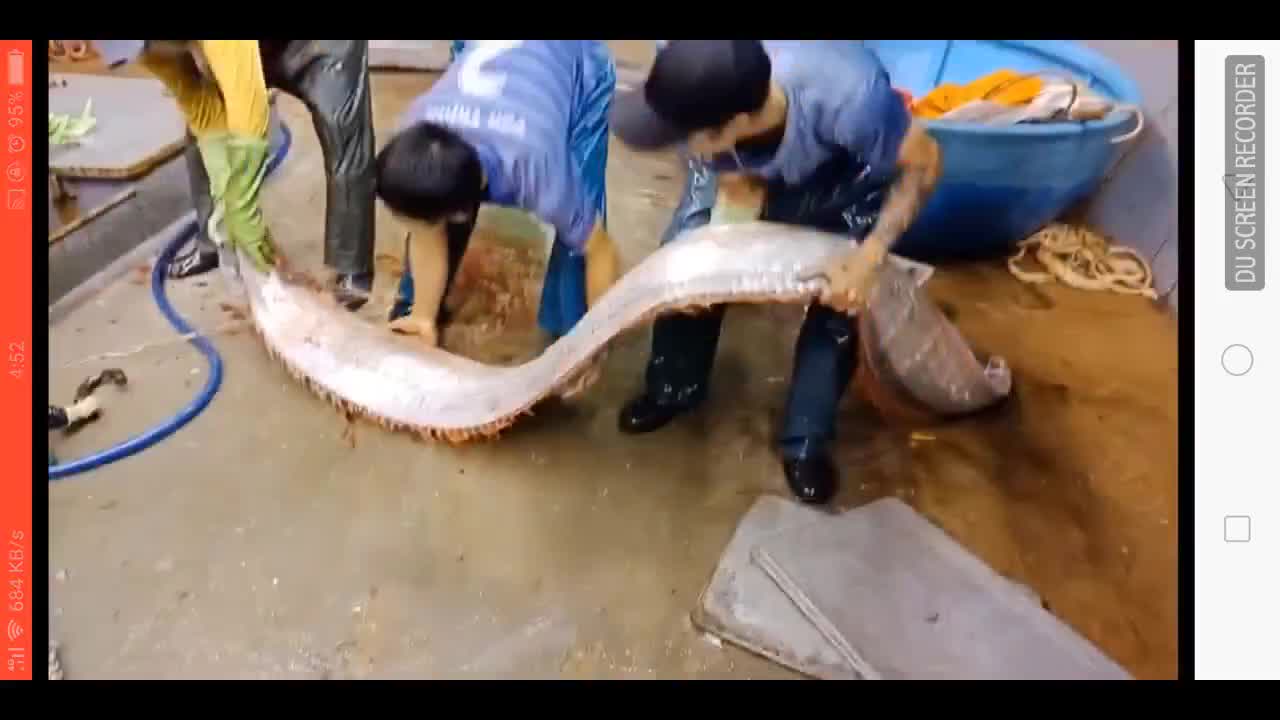 Xôn xao clip dân bắt được cá hố khủng dài gần 4m, nặng 80kg
