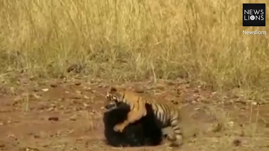 Video: Kết thúc bất ngờ của trận chiến nảy lửa giữa hổ và gấu