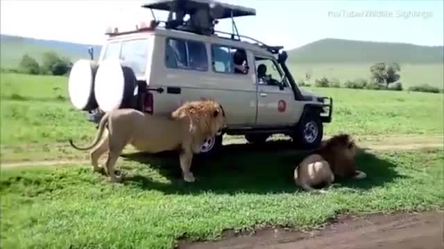 Clip: Sư tử nổi giận dọa cắn khi bị người vuốt lưng