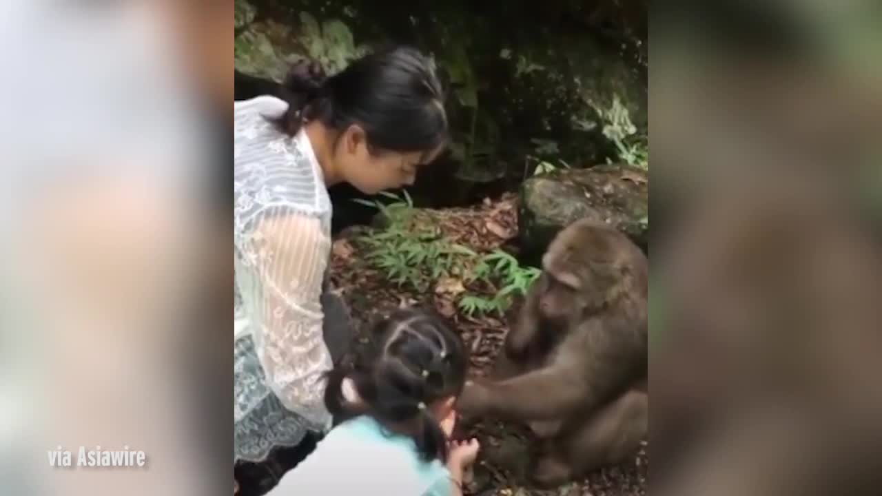 Bực tức vì bị trêu đùa, chú khỉ đấm ngã bé gái.