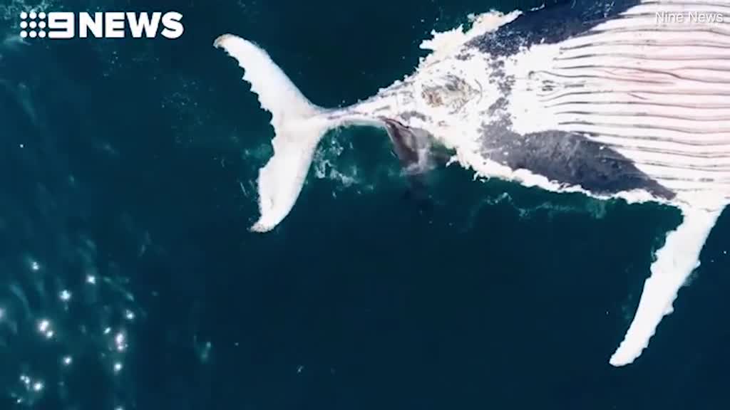 Video: Cận cảnh bầy cá mập xé xác cá voi khổng lồ ngay trên bãi biển nổi tiếng 