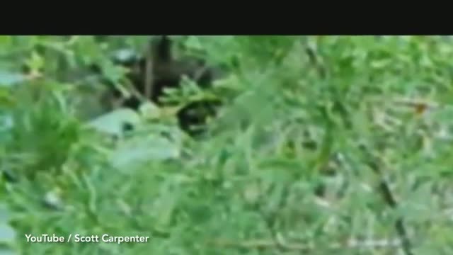Video: Phát hiện sinh vật lạ cao 2m khi đang tản bộ trong rừng