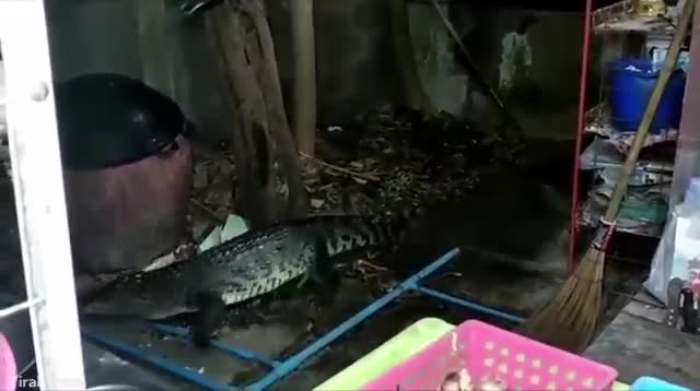 Video: Cuộc vây bắt cá sấu khổng lồ ở Thái Lan 