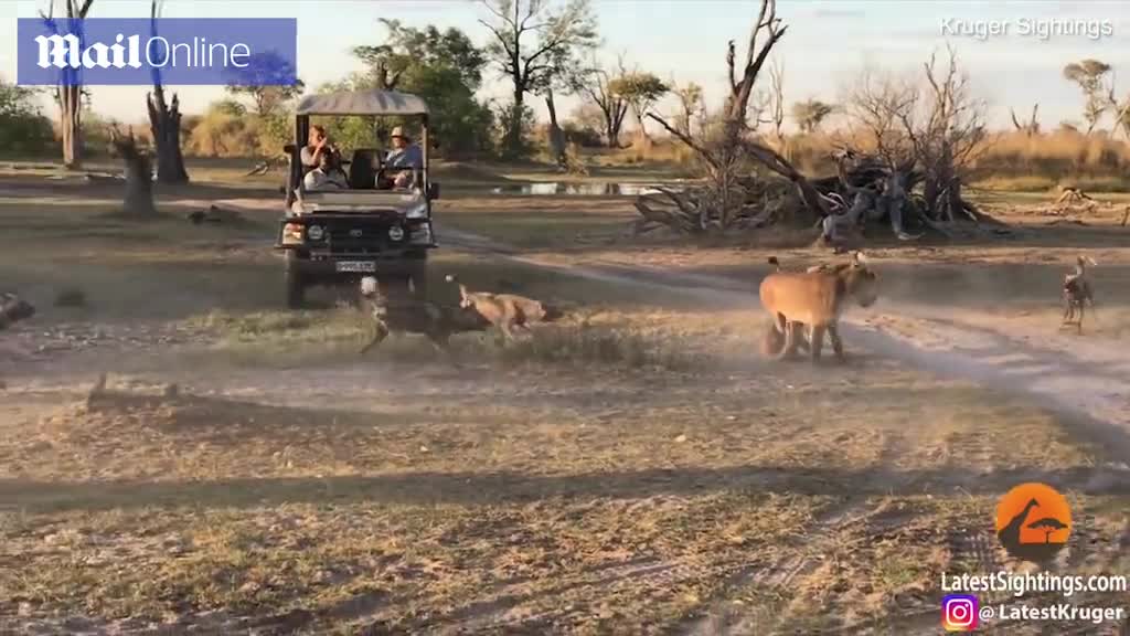 Video: Kết cục bất ngờ sau cuộc bủa vây hai mẹ con sư tử của bầy chó hoang hung dữ 