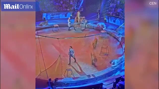 Video: Cuộc tấn công bất ngờ của hổ với sư tử ngay giữa sân khấu xiếc thú 