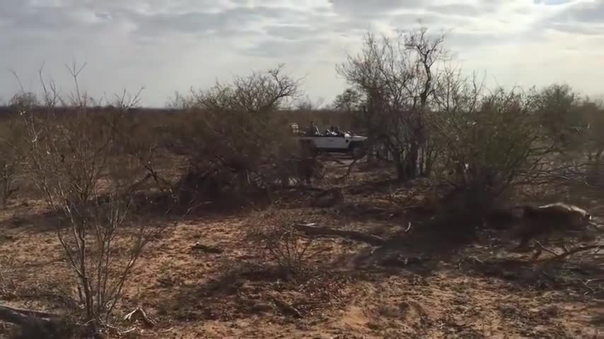 Video: Sư tử đực bị bầy linh cẩu ăn hiếp 
