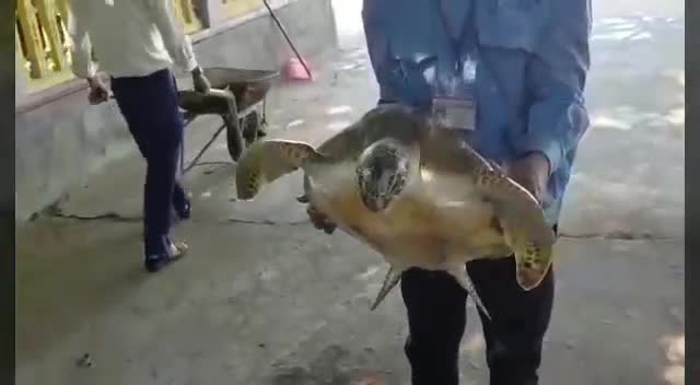 Video Hà Tĩnh nắng nóng 40 độ, rùa quý mắc lưới ngư dân