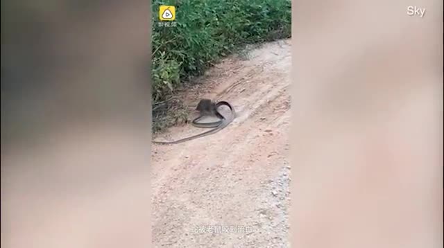 Video: Kết thúc bất ngờ sau cuộc chiến khốc liệt giữa chuột và rắn 
