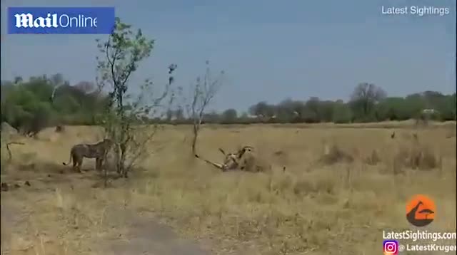 Video: Kết cục bất ngờ sau trận quyết chiến của linh dương với 2 sư tử dữ