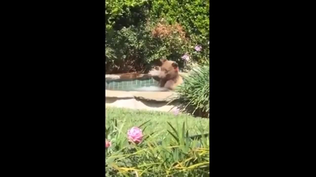 Gấu nâu đột nhập nhà dân, ngâm mình trong bể bơi