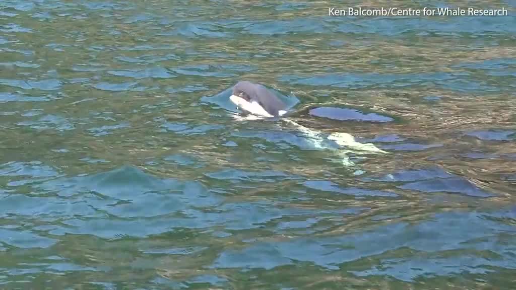 Video: Xót thương cảnh cá voi mẹ ôm xác con suốt 18 ngày giữa đại dương 