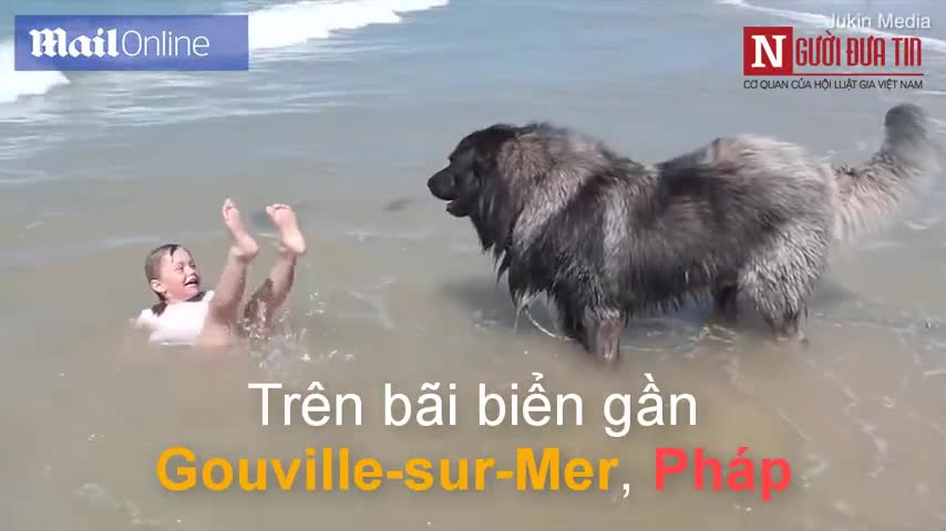 Chó cưng hốt hoảng kéo cô bé ra khỏi nước biển vì thấy nguy hiểm