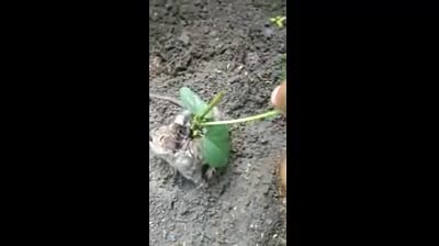 Hi hữu cây đậu mọc trên lưng chuột cống