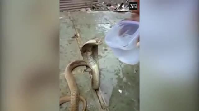 Video: Thót tim cảnh rắn hổ mang tìm đến người để giải cứu cơn khát 