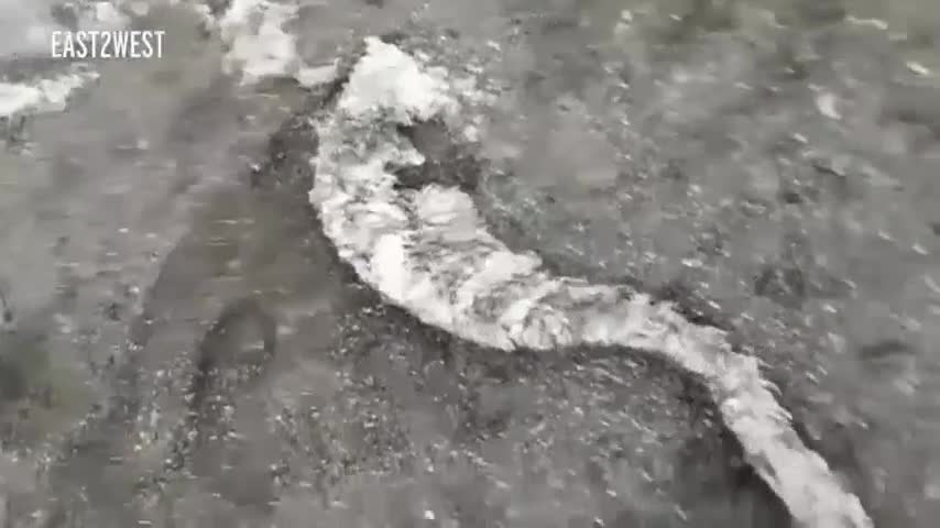 Quái vật lông lá dạt vào bờ biển Nga