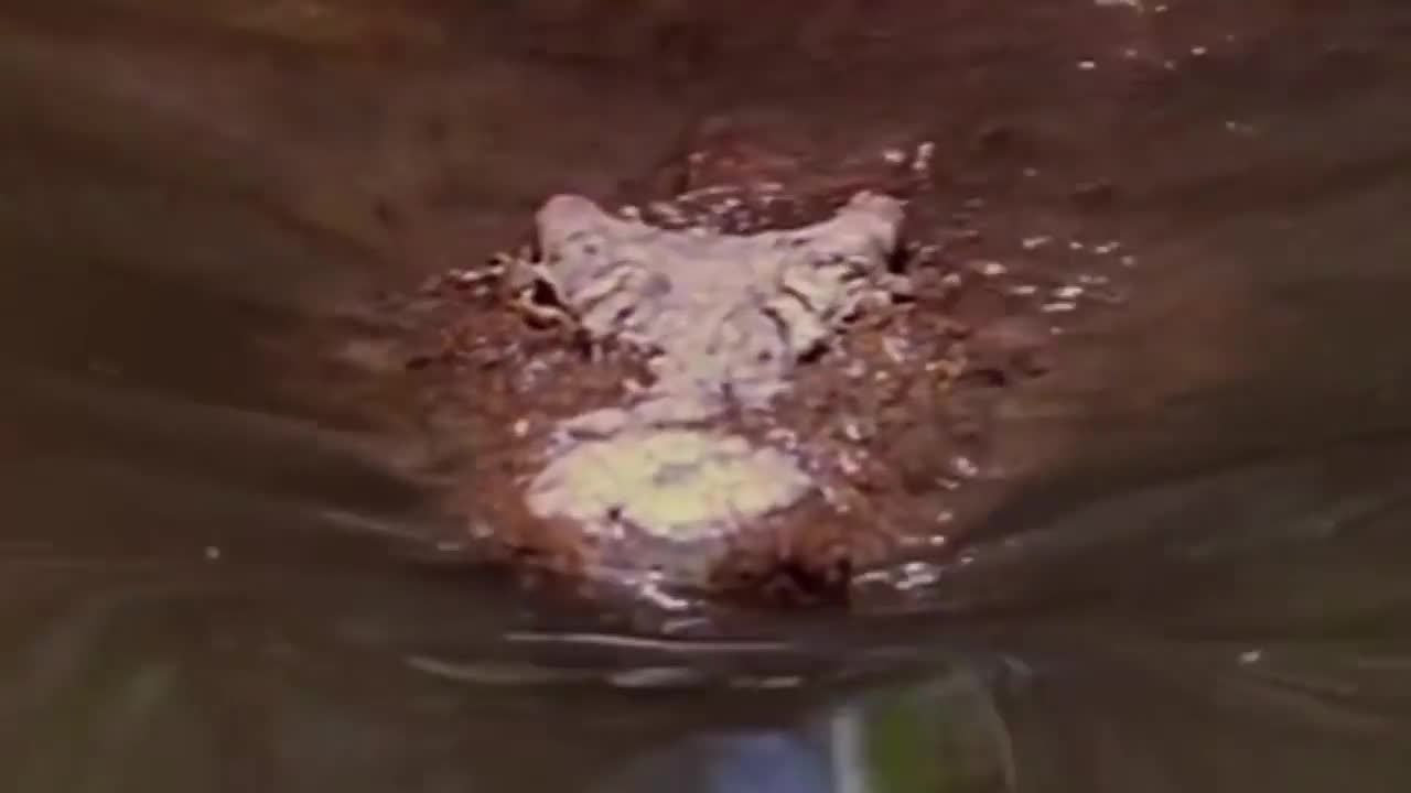 Video: Kết cục bất ngờ sau cuộc tấn công quyết liệt của cá sấu với ngựa vằn