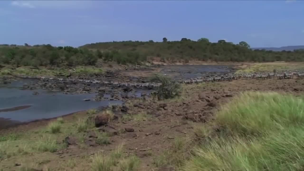 Video: Cuộc chiến sinh tử của linh dương đầu bò và cá sấu