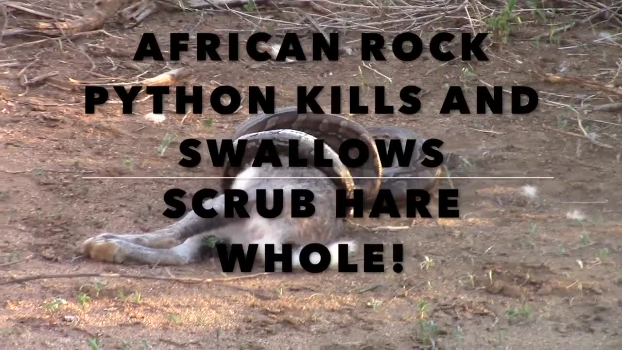 Video: Rùng mình cảnh trăn nuốt chửng con mồi lớn