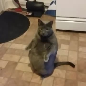 Mèo béo ngồi lên chân đốn tim cộng đồng mạng