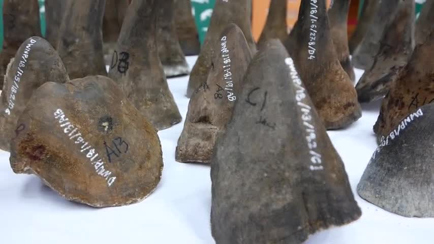 50 sừng tê giác buôn lậu bị thu giữ tại hải quan Malaysia.