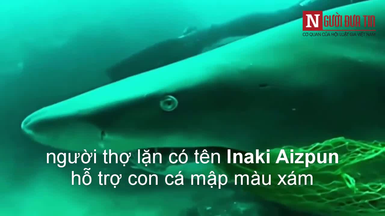 Thợ lặn liều mình gỡ lưới mắc kẹt trong hàm răng cá mập