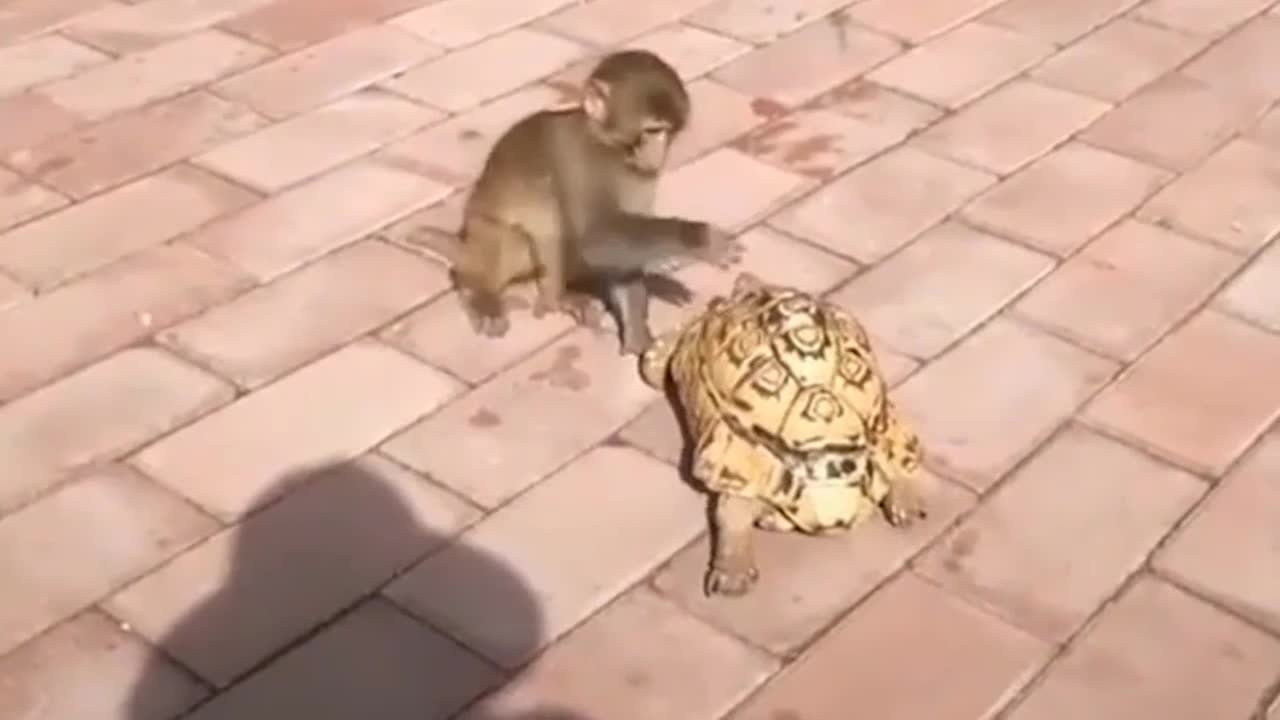 Chú khỉ suốt ruột đẩy rùa đi nhanh vì quá chậm chạp