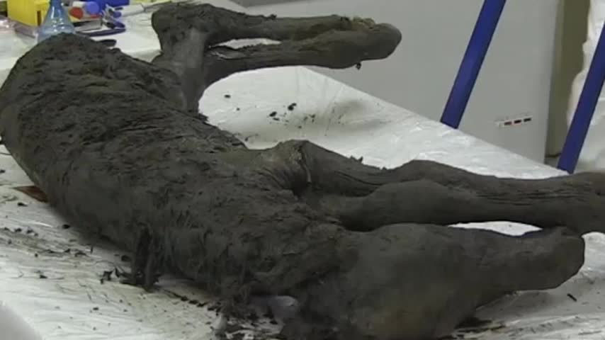 Tìm thấy xác ngựa con cổ đại 40.000 năm tuổi còn nguyên vẹn
