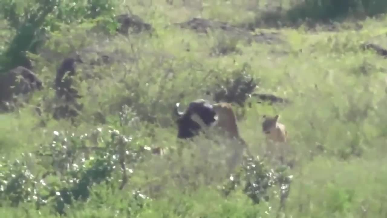 Video: Sự bất lực của trâu rừng trong nỗ lực giải cứu đồng loại khỏi đàn sư tử hung dữ 