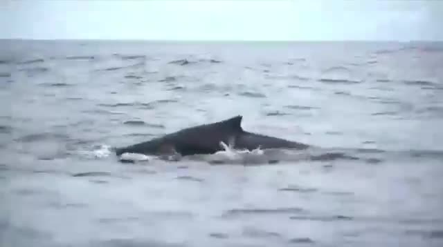 Sốc với cảnh cá voi cụt gần nửa người bơi xuyên đại dương