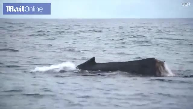 Video: Xót xa cá voi con bị cụt đuôi vì mắc lưới đánh cá 