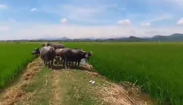Video: Cánh đồng nơi người dân phải đóng phí chăn thả châu bò