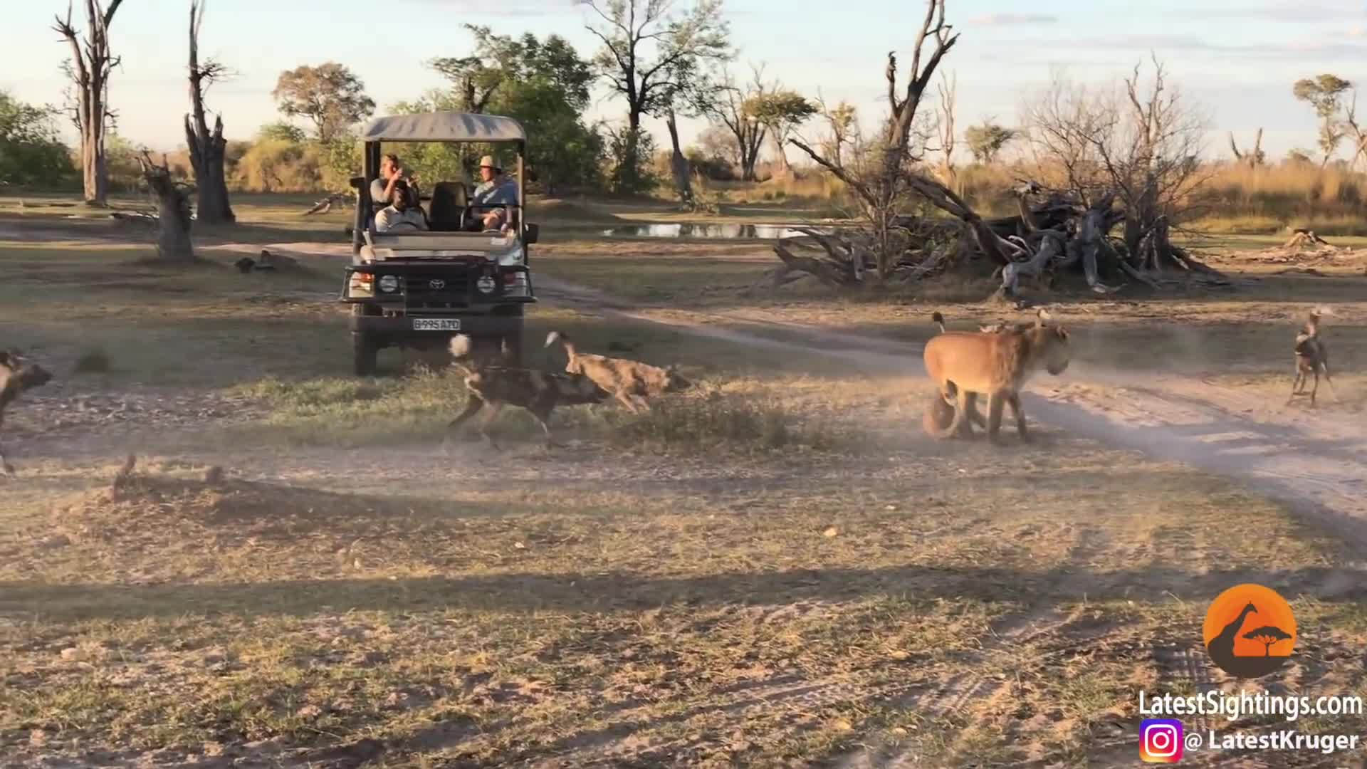 Video: Kết cục bất ngờ sau màn quyết chiến với chó hoang của sư tử mẹ 