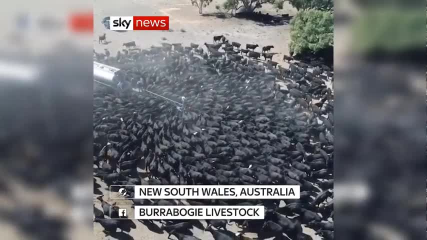 Hàng ngàn con bò khốn khổ chen nhau bên xe chở nước