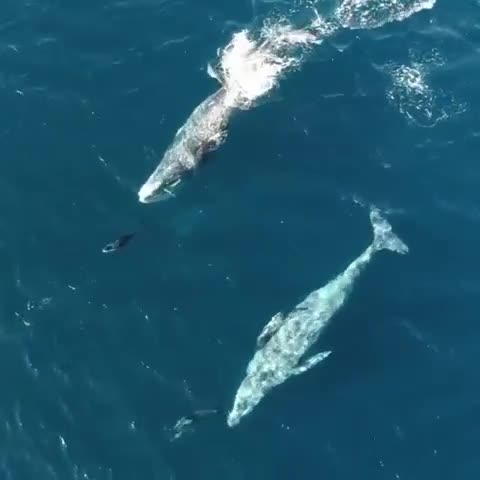 Video: Lạ kỳ cảnh cá heo chơi đùa cùng cá voi