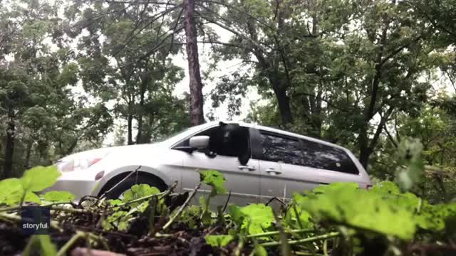 Gấu đen phá vỡ của kính ô tô để thoát ra ngoài