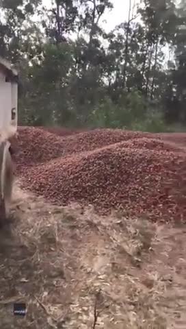 Xe tải chở hàng ngàn quả dâu tây đi tiêu hủy vì sợ bị lẫn kim khâu