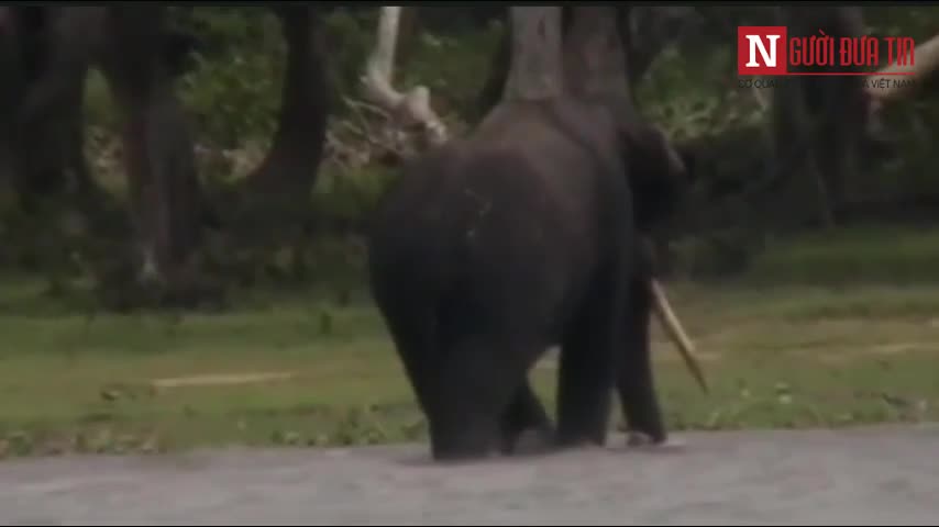 300 con voi chia buồn và tỏ lòng thương tiếc với voi đầu đàn
