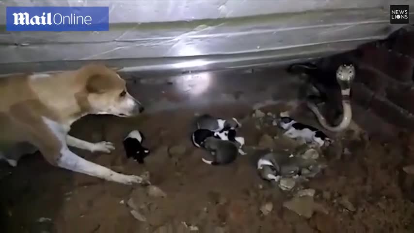 Chó mẹ bảo vệ đàn con khỏi con rắn hổ mang cực độc ở Ấn Độ