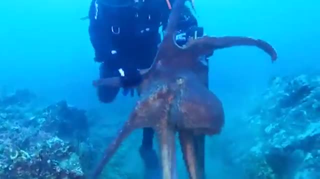 Video: Bị làm phiền, bạch tuộc nổi điên tấn công thợ lặn Nga
