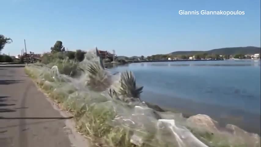 Mạng nhện phủ kín thị trấn ven biển ở Hy Lạp