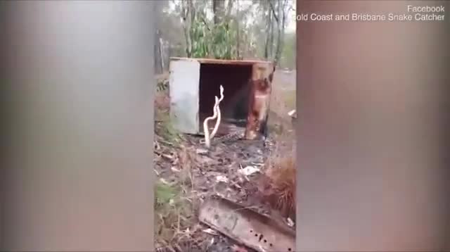 Video: Trận kịch chiến giành lãnh thổ của hai con trăn ở Úc 