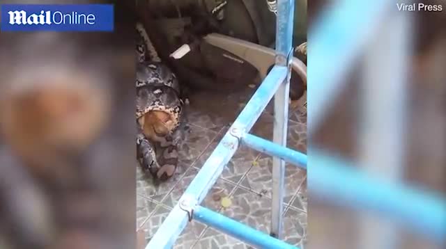 Video: Trăn lớn đột nhập nhà dân bắt mèo 