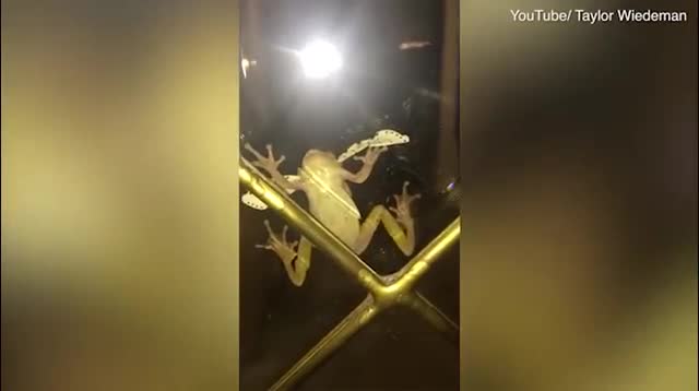 Video: Kết cục bất ngờ sau khi bướm “rơi” vào miệng ếch