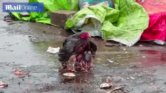 Video: Xúc động hình ảnh gà mẹ giang cánh che mưa cho cả đàn con 